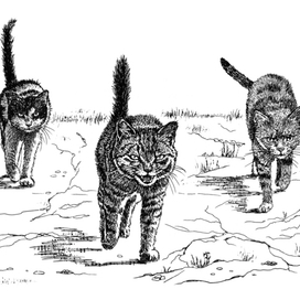 Иллюстрация для книги "Кошкин город. Бродяцие истории". Издательство Аквилегия-М