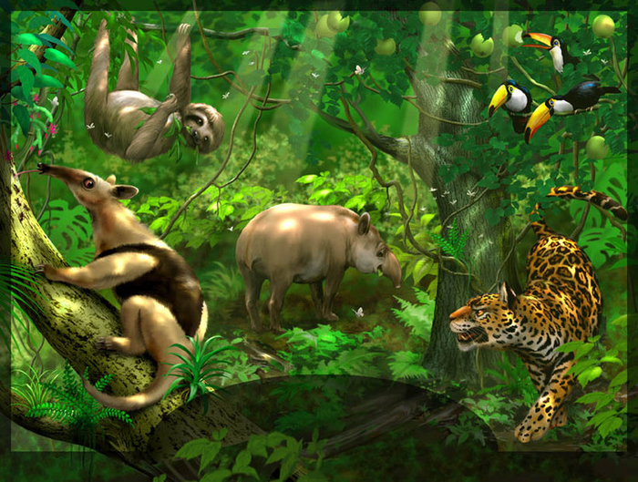 Джунгли Америки