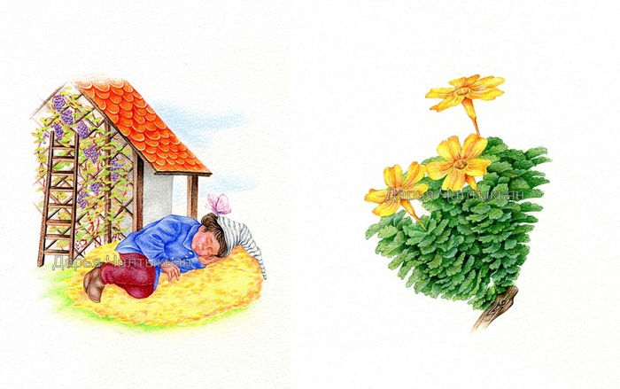 сон, Цветочные имена