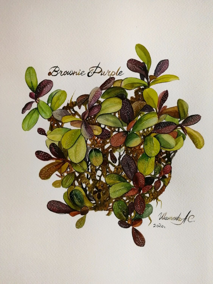 Буцефаландра. Растение. Ботаника