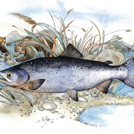 нерка-серебрянка