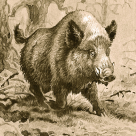 Вепрь...
