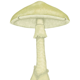 Бледная поганка