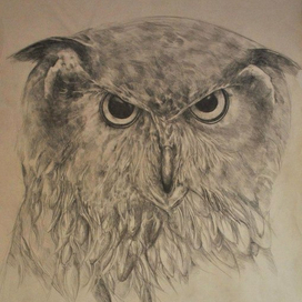 Ночная птица