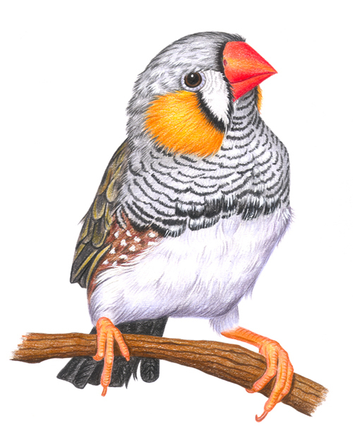 зебровая амадина