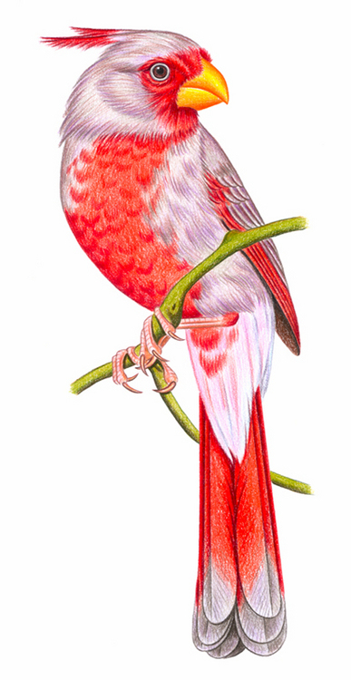 попугайный кардинал