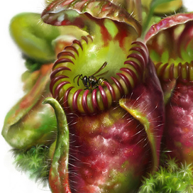 Цефалот. Ботаника. Кувшинчатый лист