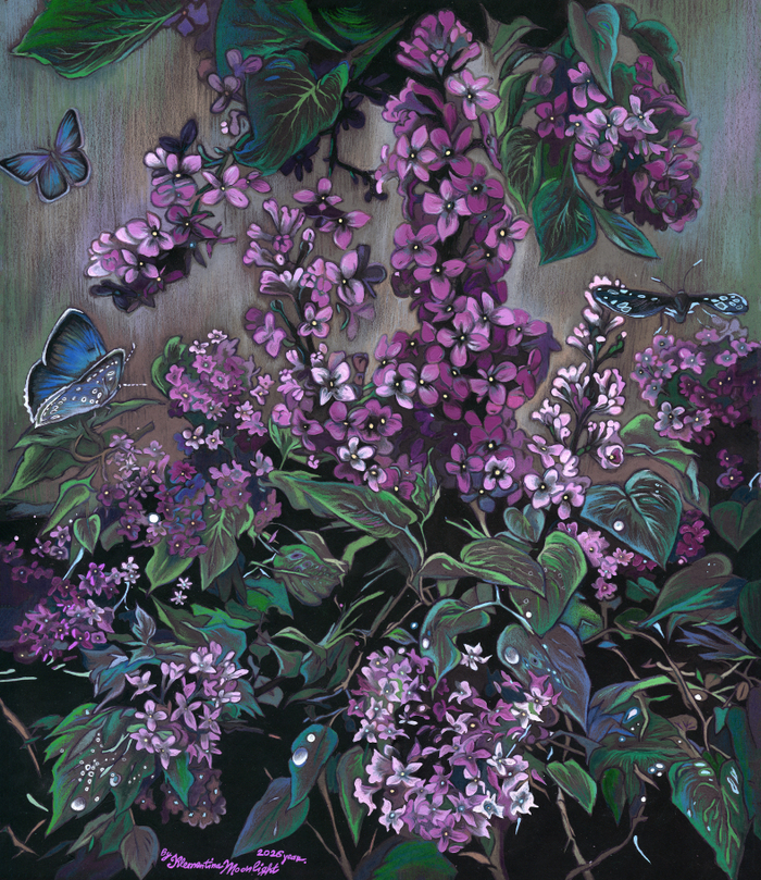 Цветущая сирень