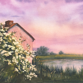 Бузина цветет