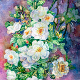 Белый шиповник