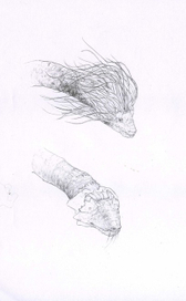 дракончики