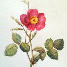 Акварельные ботанические зарисовки