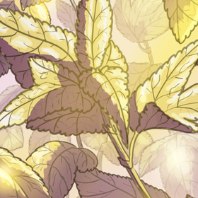 Цветок на закате