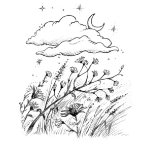 Шалфейное лето