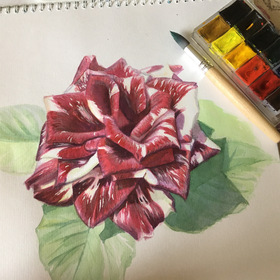 Красотки из сада