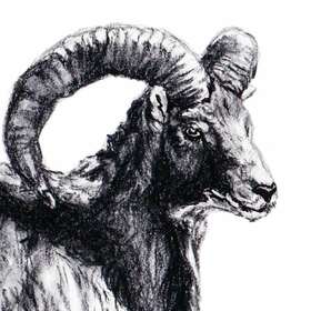 Эскизы животных