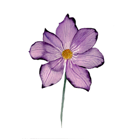 Ботанические цветы