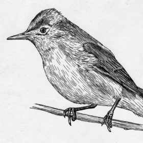 Красная Книга Кемеровской области