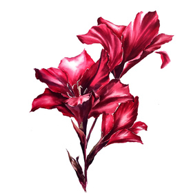 Ботаническая иллюстрация