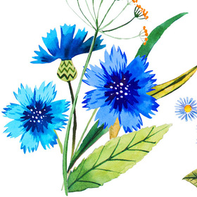 Полевые цветы  