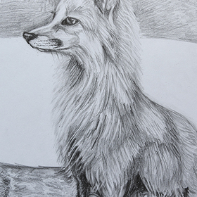 the fox