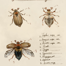 Жук (листать вниз, 2 картинки)