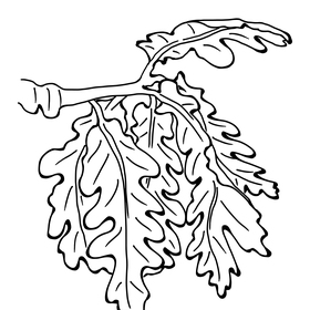 Ботаническая иллюстрация