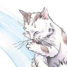 Амбарный кот умывается