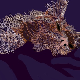 Милые кошки 