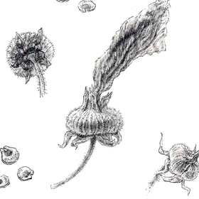 Графика в ботанической иллюстрации. Цвектобер.
