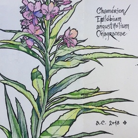 «Ботанические зарисовки»