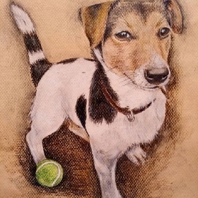 Собаки графика 