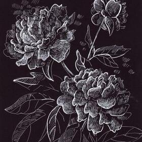 Чёрно-белые пионы