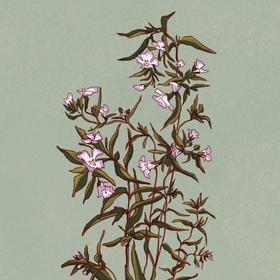 Лекарственные травы