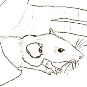 черновики🐀