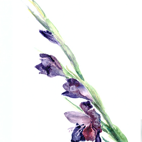 гладиолусы