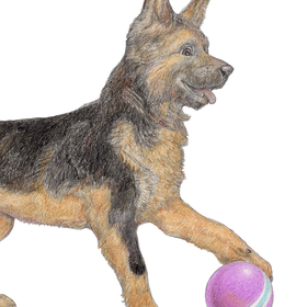 Домашние животные, часть 1 (малыши). 2023