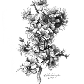 Цветение (абрикос, черемуха)