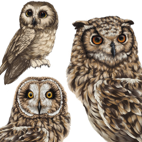 Лесные жители