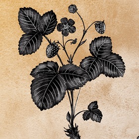 Бересклет Земляника Кукушкин лен