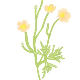 Цветы для фаты