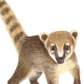 Экзотические животные