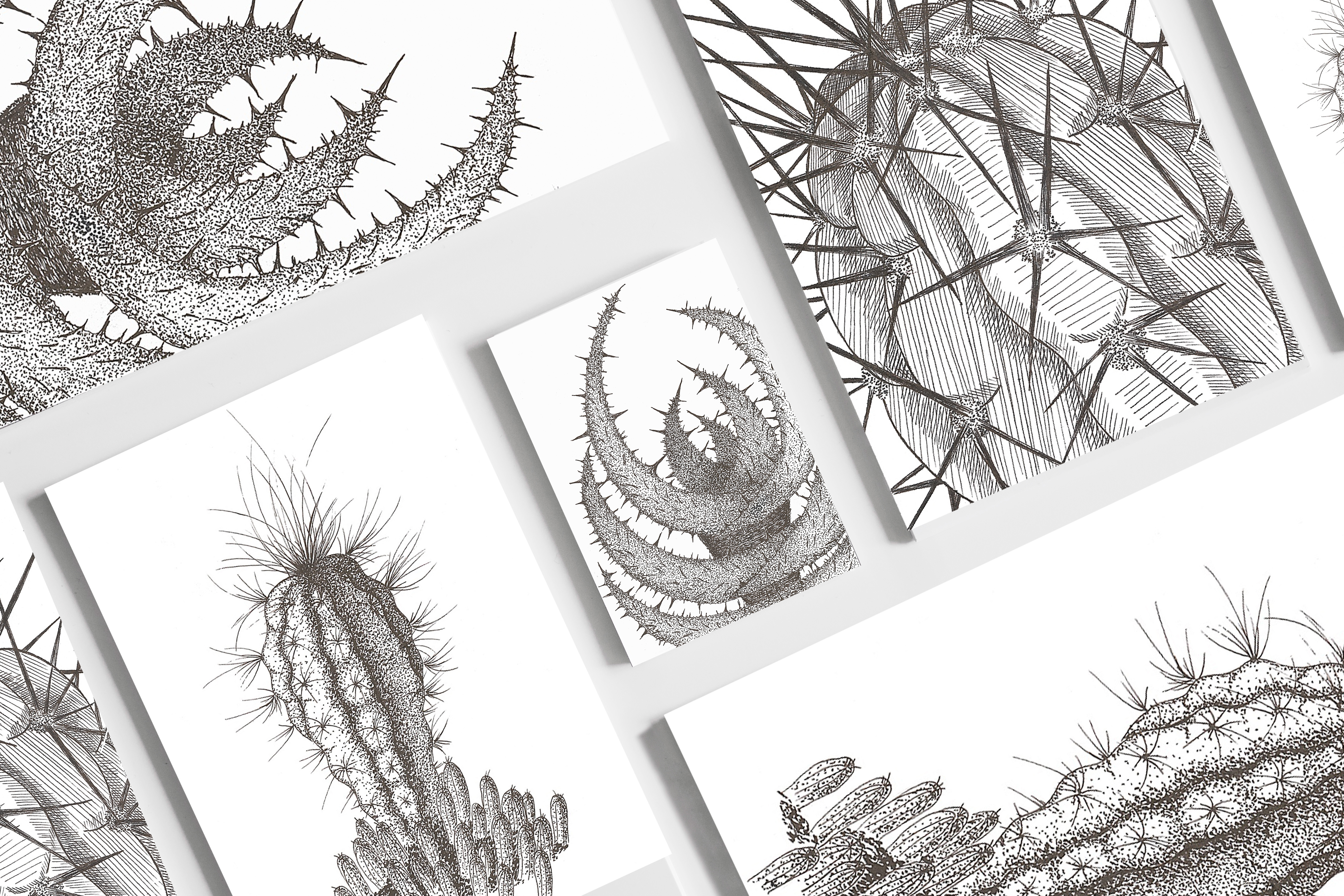 Кактусы как люди