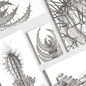 Кактусы как люди