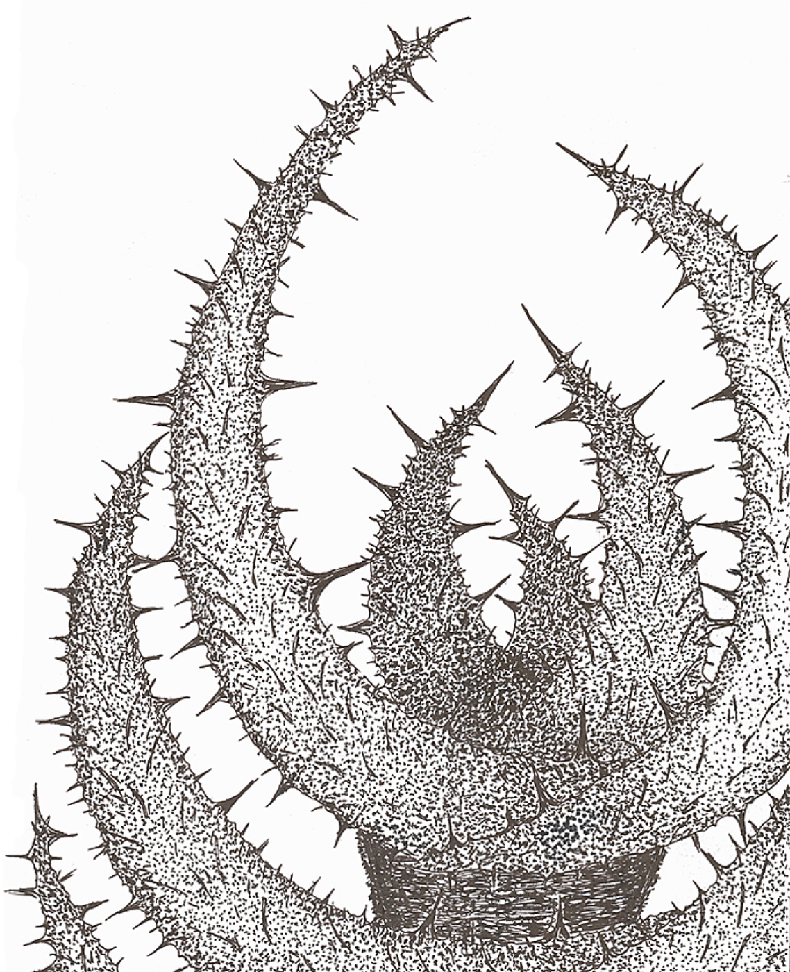 Кактусы как люди