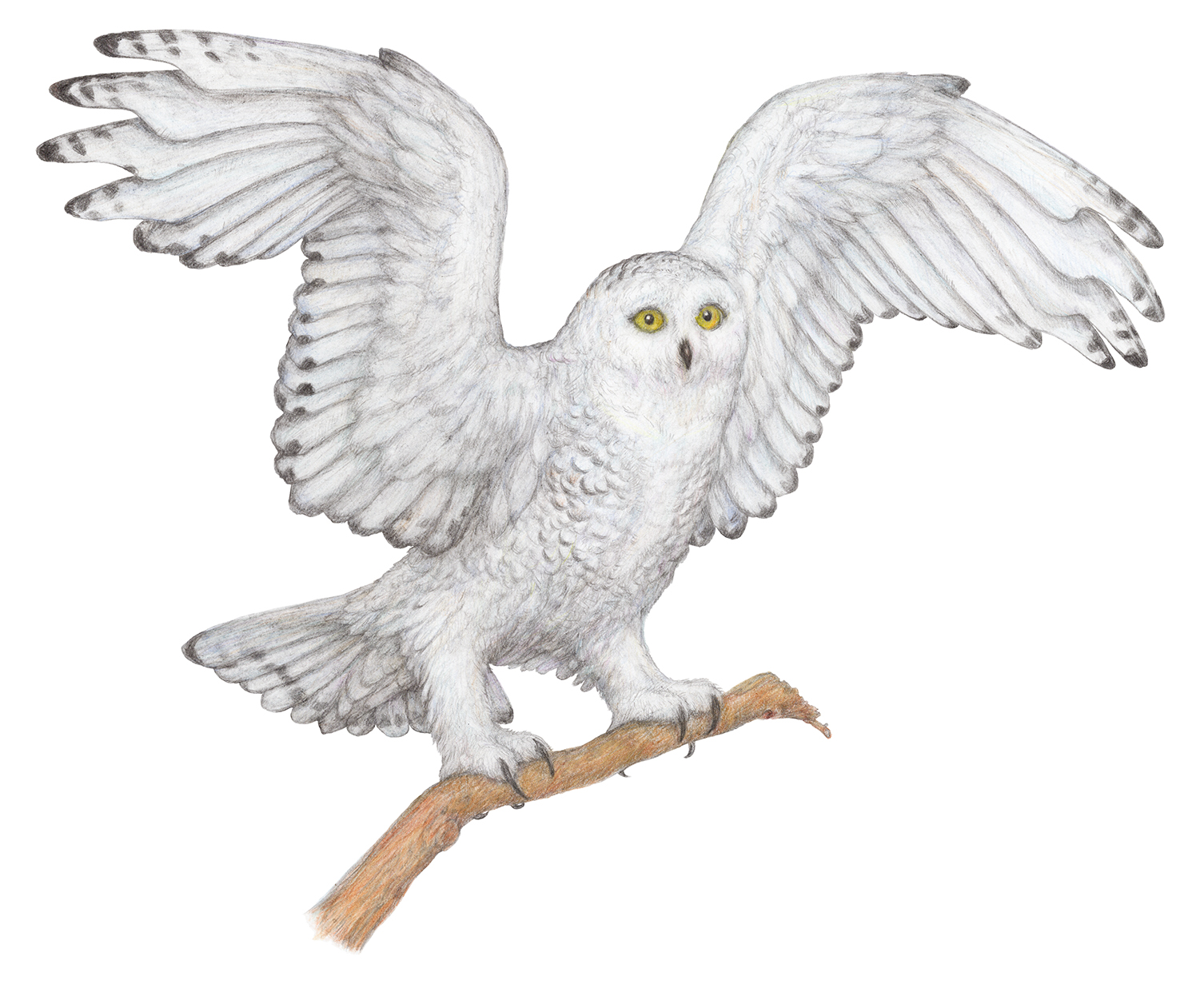 Из серии "Животные холодных регионов". 2025: часть 1.