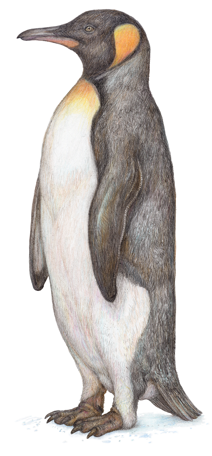 Из серии "Животные холодных регионов". 2025: часть 1.