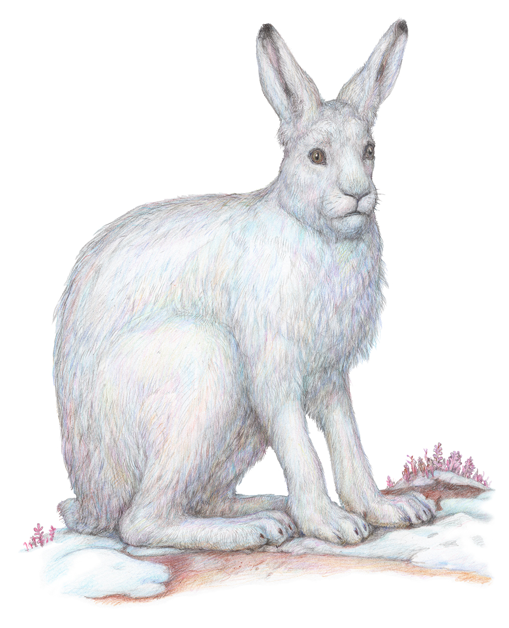 Из серии "Животные холодных регионов". 2025: часть 1.