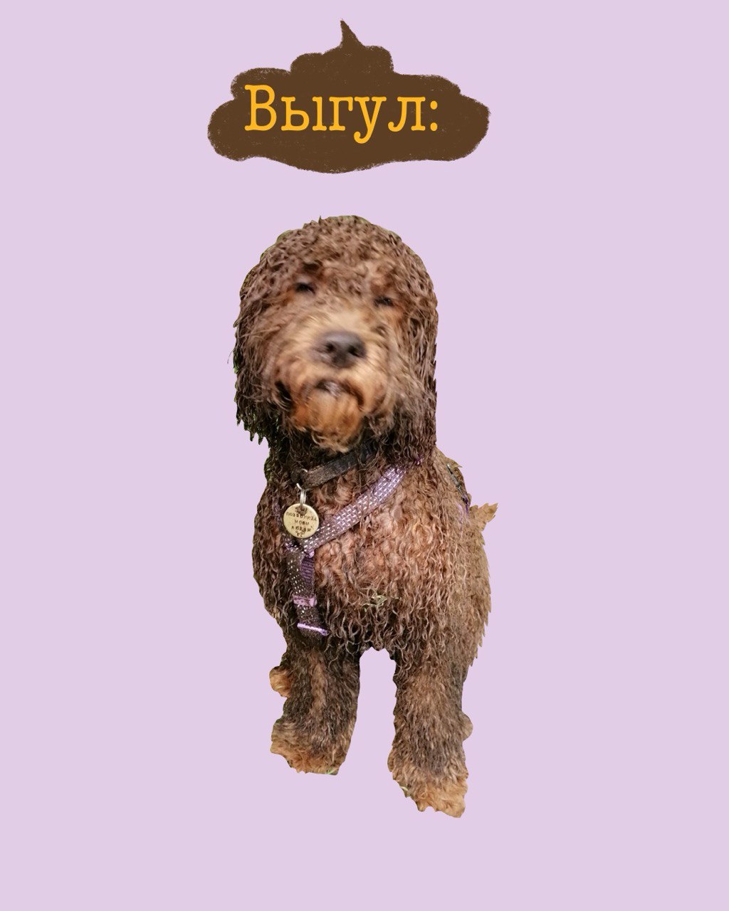 Инструкция для догситтера