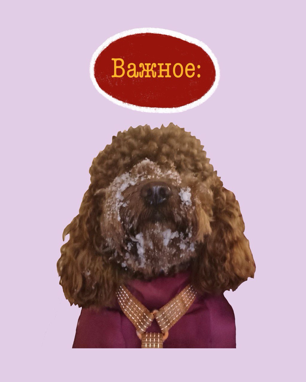 Инструкция для догситтера